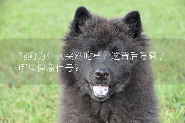 狗狗為什么突然吃草？這背后隱藏了哪些健康信號？