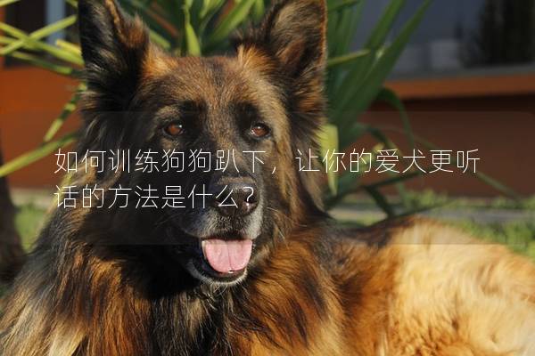 如何訓練狗狗趴下，讓你的愛犬更聽話的方法是什么？