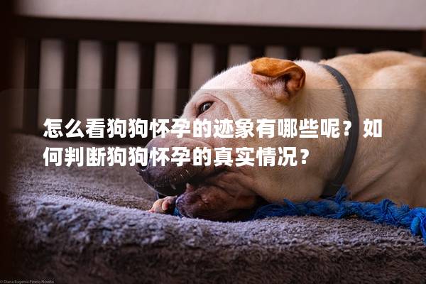 怎么看狗狗懷孕的跡象有哪些呢？如何判斷狗狗懷孕的真實(shí)情況？
