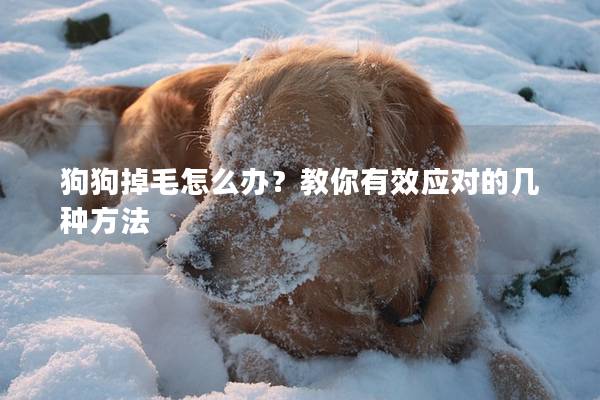 狗狗掉毛怎么辦？教你有效應對的幾種方法