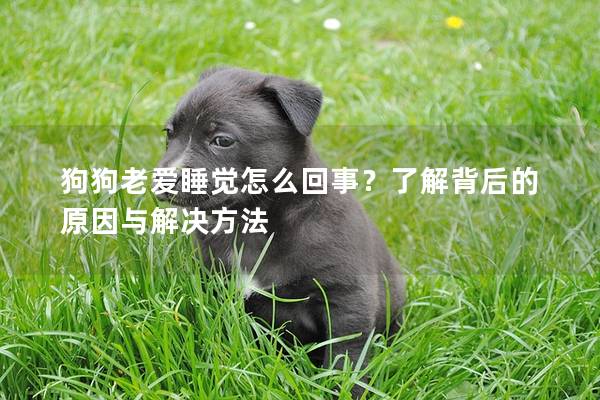 狗狗老愛睡覺怎么回事？了解背后的原因與解決方法