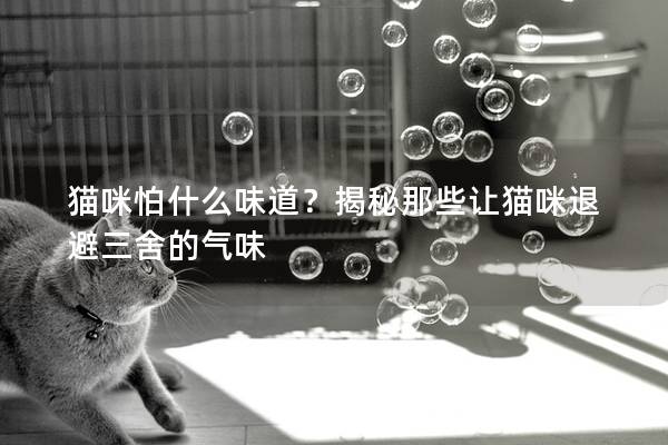 貓咪怕什么味道？揭秘那些讓貓咪退避三舍的氣味