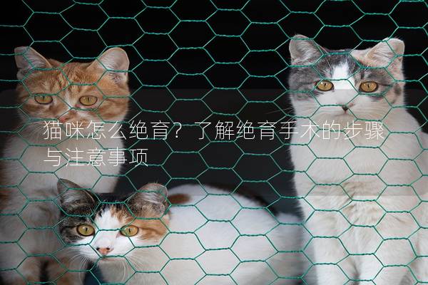 貓咪怎么絕育？了解絕育手術的步驟與注意事項