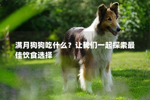 滿月狗狗吃什么?讓我們一起探索最佳飲食選擇 滿月狗狗吃什么?讓我們一起探索最佳飲食選擇
