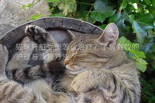 貓咪肝臟受損怎么治療？了解有效的護(hù)理與康復(fù)方法