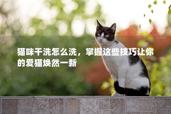 貓咪干洗怎么洗，掌握這些技巧讓你的愛貓煥然一新