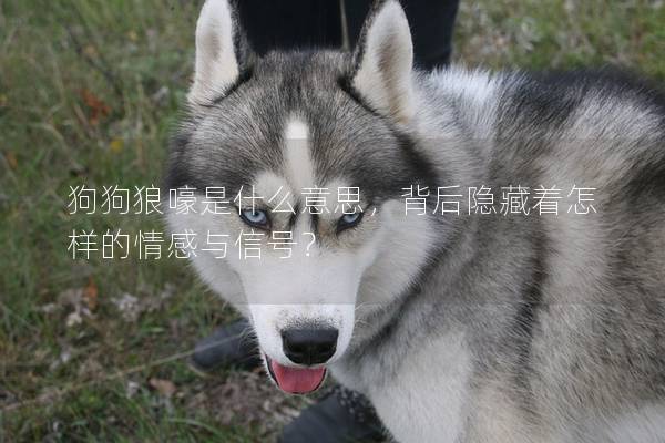 狗狗狼嚎是什么意思，背后隱藏著怎樣的情感與信號？