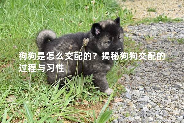 狗狗是怎么交配的？揭秘狗狗交配的過程與習(xí)性