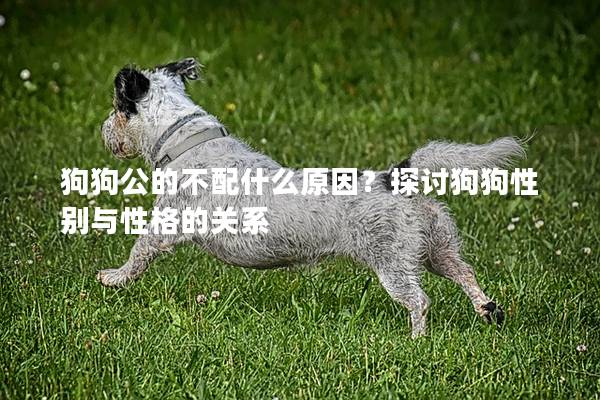 狗狗公的不配什么原因?探討狗狗性別與性格的關(guān)系 狗狗公的不配什么原因?探討狗狗性別與性格的關(guān)系