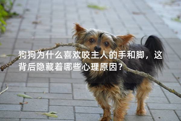 狗狗為什么喜歡咬主人的手和腳，這背后隱藏著哪些心理原因？