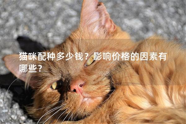貓咪配種多少錢？影響價格的因素有哪些？