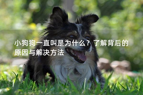 小狗狗一直叫是為什么？了解背后的原因與解決方法