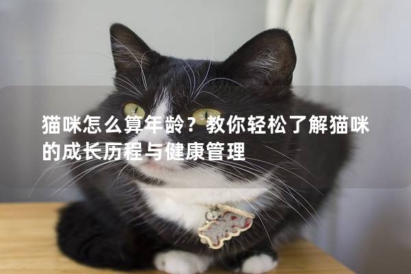 貓咪怎么算年齡？教你輕松了解貓咪的成長歷程與健康管理
