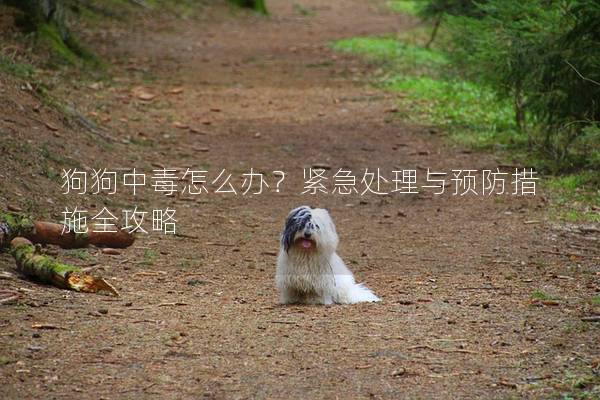 狗狗中毒怎么辦?緊急處理與預防措施全攻略 狗狗中毒怎么辦?緊急處理與預防措施全攻略