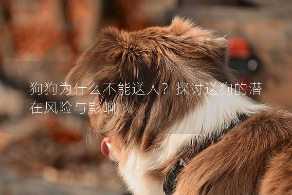 狗狗為什么不能送人?探討送狗的潛在風險與影響 狗狗為什么不能送人?探討送狗的潛在風險與影響