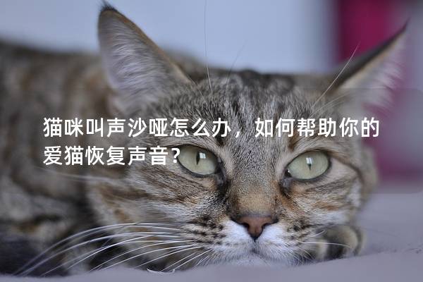貓咪叫聲沙啞怎么辦，如何幫助你的愛貓恢復聲音？