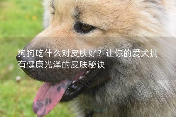 狗狗吃什么對皮膚好？讓你的愛犬擁有健康光澤的皮膚秘訣